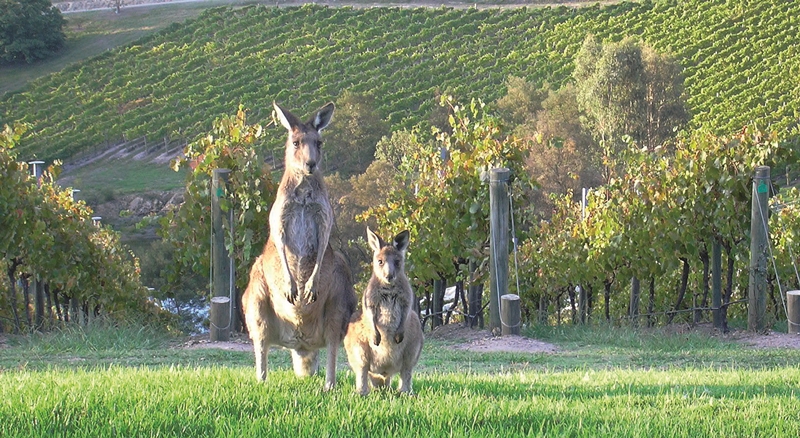 Canguros y Viñedos (Imagen Australia)