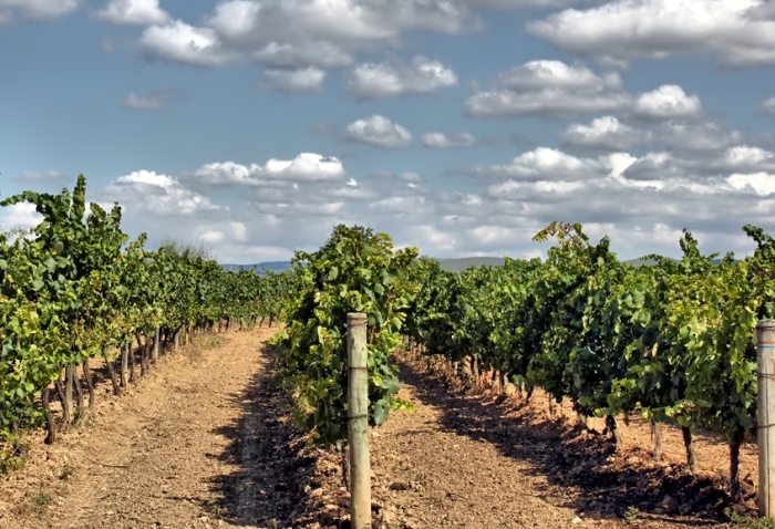 Viñedos de bodegas Pinord en el Priorat