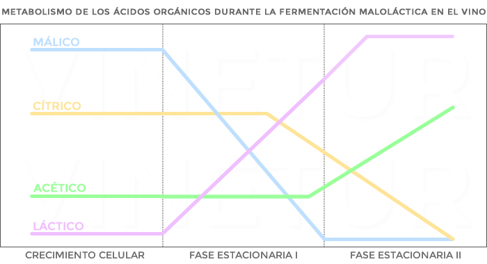 Metabolismo de los ácidos orgánicos durante la fermentación maloláctica en el vino