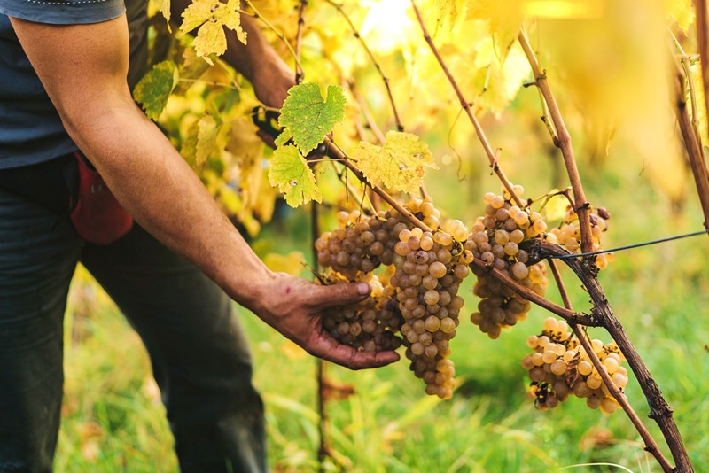 Viticultor en viñedo examinando madurez de uvas blancas
