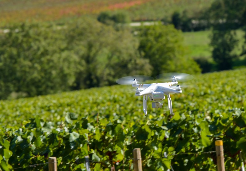 Un dron sobrevuela un viñedo