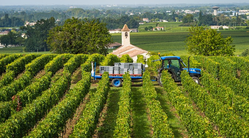 Vendimia en viñedos de Saint Emilion, Burdeos, Francia