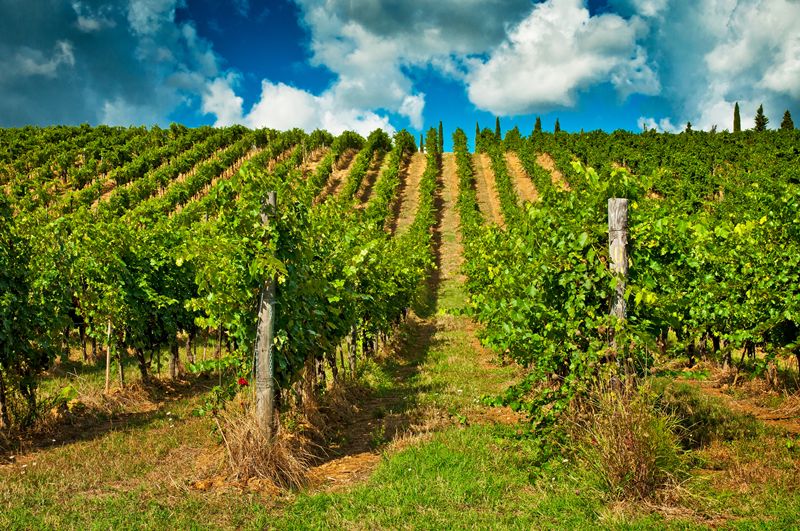 Study Finds Climate Change Is Pushing Australian Wine Growing South