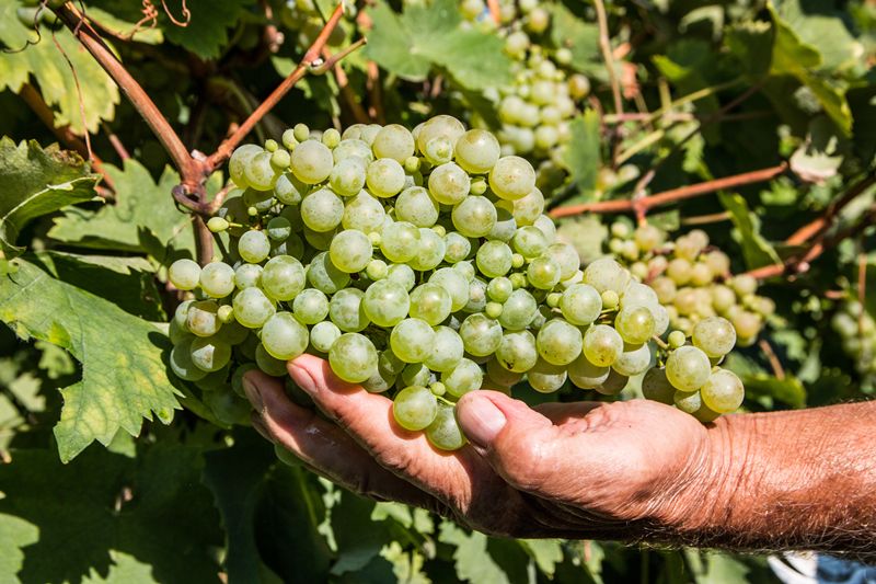 Growers expect to finish Rhineland-Palatinates unusually early Riesling harvest by midweek.