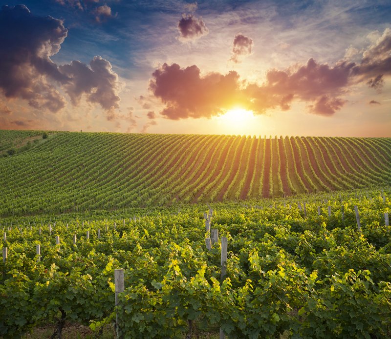 Germany Expects 8.0 Million Hectoliters of Wine Must in 2026