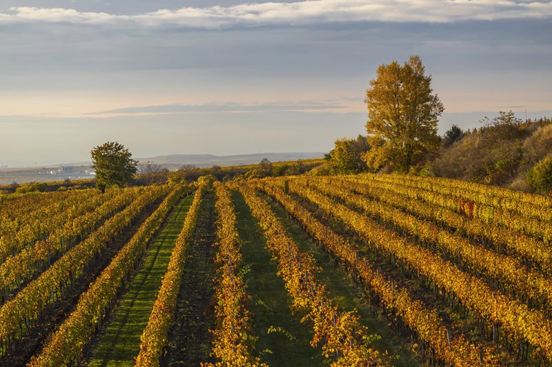French Growers Uproot 27,000 Hectares of Vines in Deepening Wine Crisis