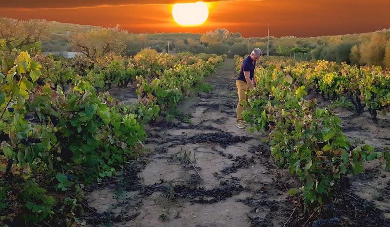 Alkimia Wines impulsa el vino ecológico y artesanal en Priorat y Montsant
