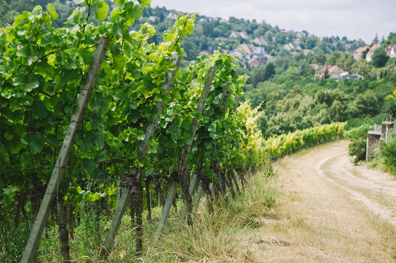 Madrid Enoturismo abre una nueva etapa para acercar el vino madrileño a nuevos públicos