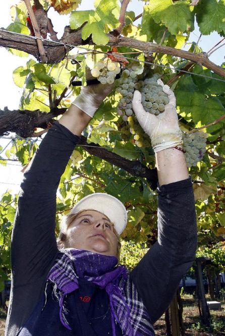 una viticultora de Rías Baixas una viticultora de Rías Baixas