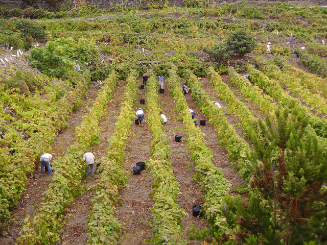 Vendimia en la D.O. La Palma