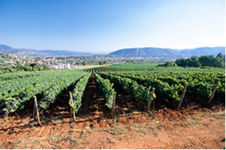 viñedos de bodegas Gargalo