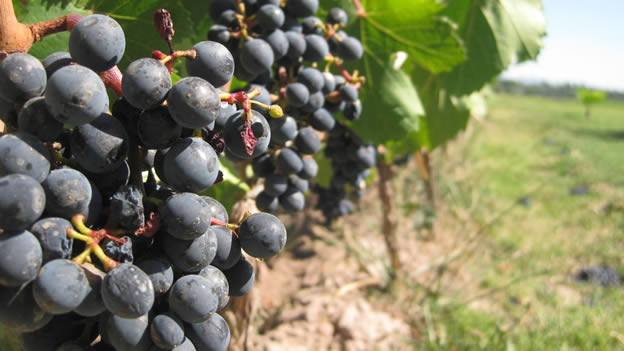 Viñedos en Sudáfrica