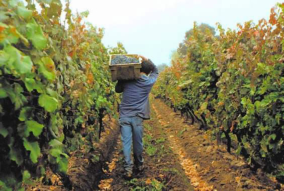 Vendimia Argentina