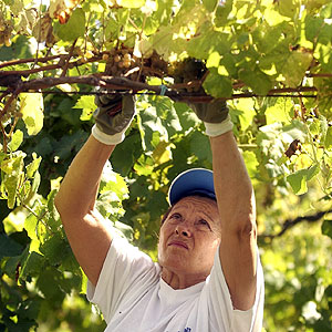 Viticultora Rías Baixas