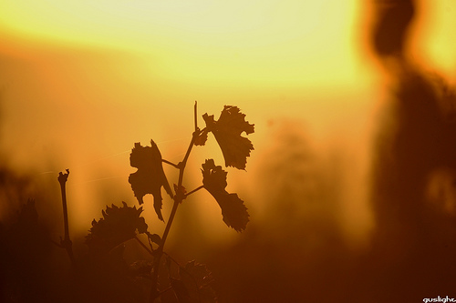 Cambio climático y viticultura