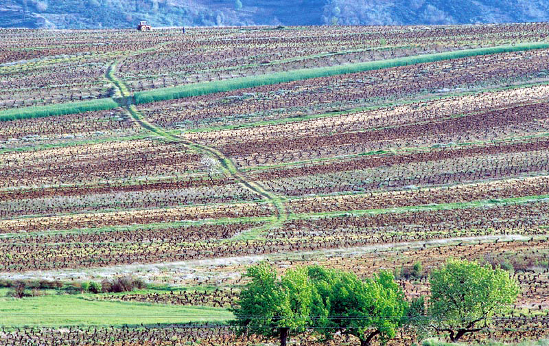 Viticultura El Bierzo Viticultura El Bierzo