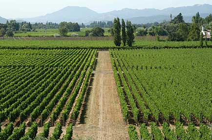 Viñedos en Chile