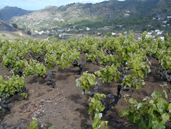 Viticultura de Gran Canaria
