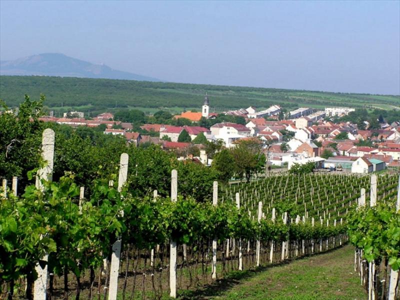 Viticultura Checa