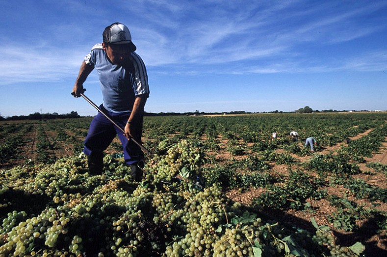 Vendimia La Mancha