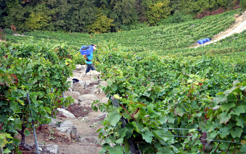 Vendimia Ribeira Sacra