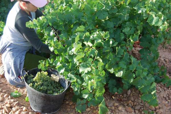Vendimia en la bodega Cuatro Rayas