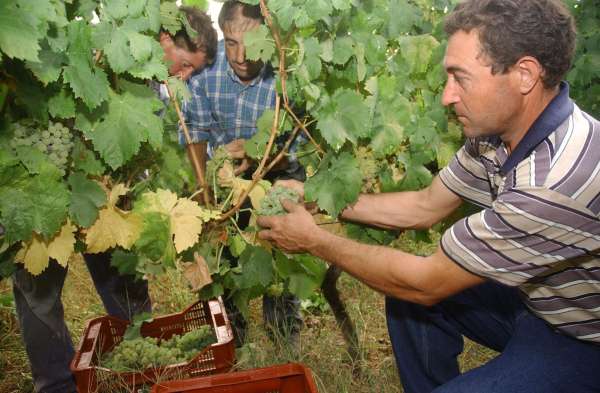vendimia en O Ribeiro