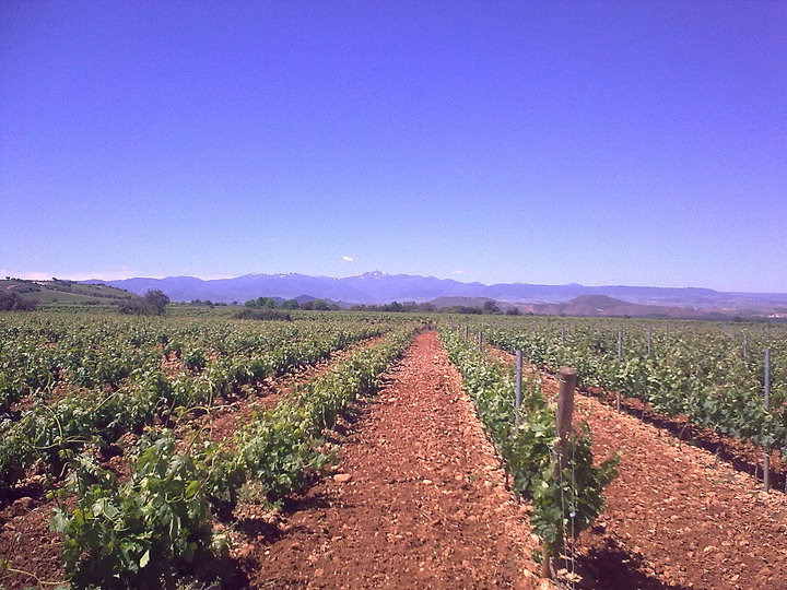 Bodegas Riojanas