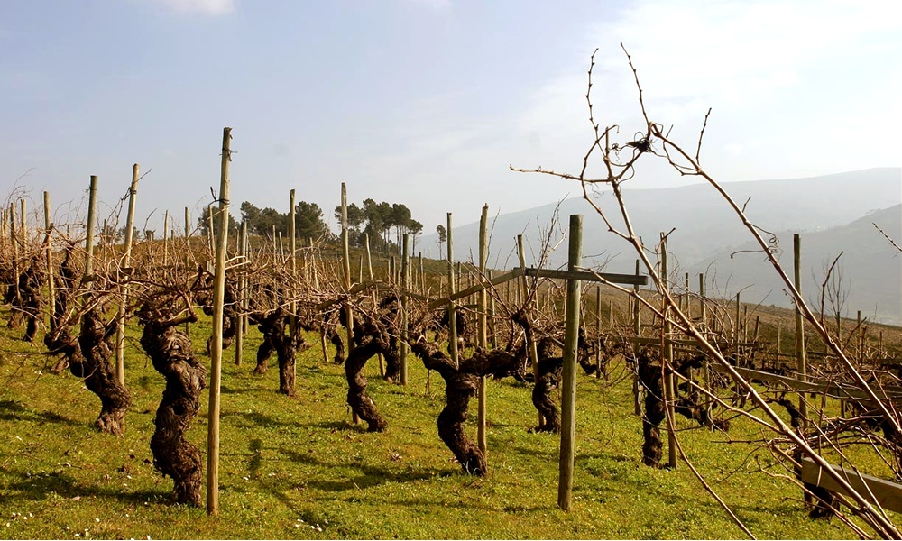 Viñedos de Bodegas Valdesil