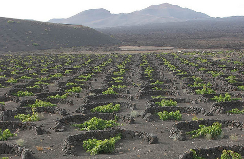 Vinos de Lanzarote