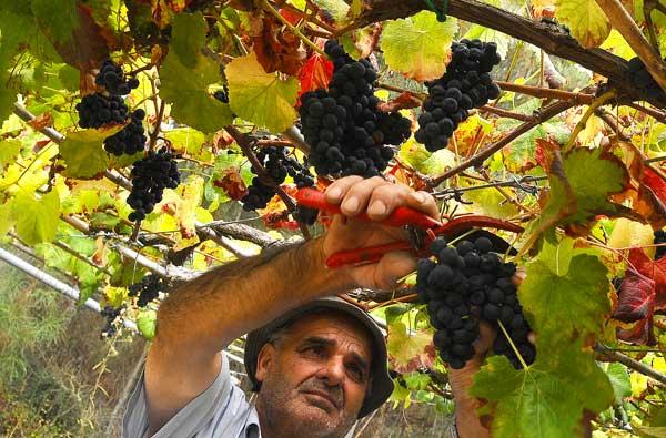 Vendimia en la comarca de O Morrazo