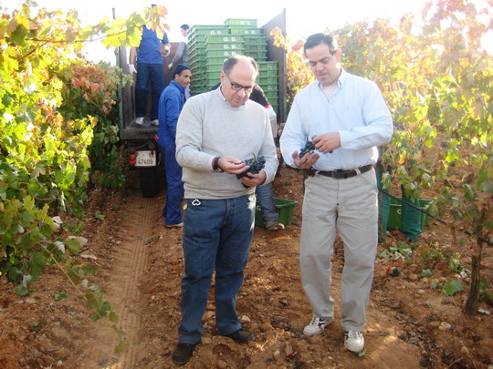 Vendimia en la D.O. Vinos de Arlanza