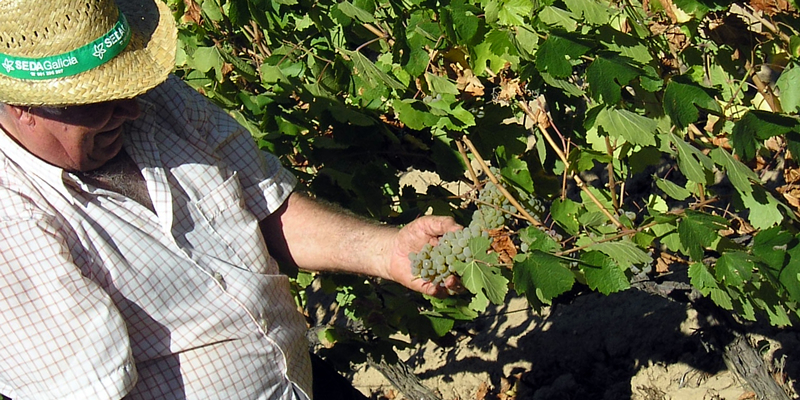 viticultor de Monterrei