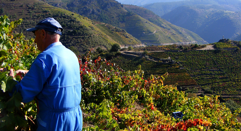 vendimia en Ribeira Sacra