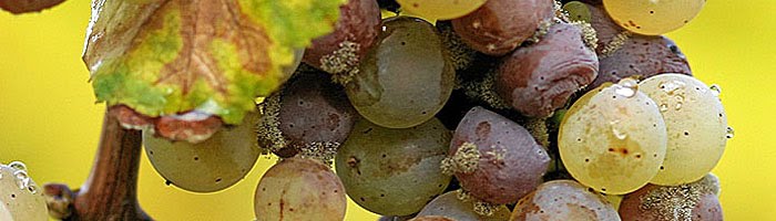botrytis