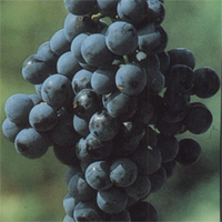 Tinta de Toro