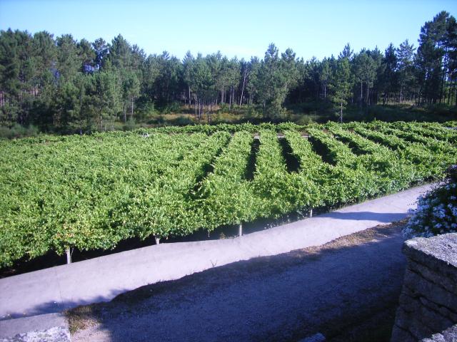 Viñedos de Adegas Galegas