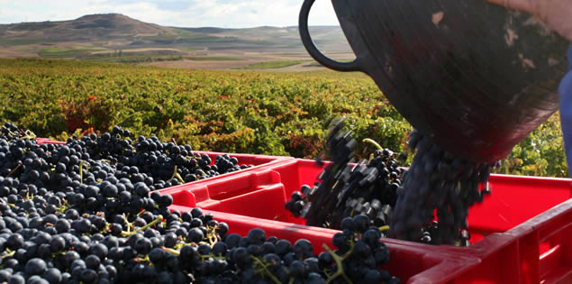 vendimia Rioja