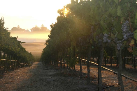 Viñedos de Freixenet en el valle de Sonoma, en San Francisco