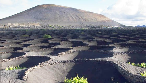 Viñedos D.O. Lanzarote