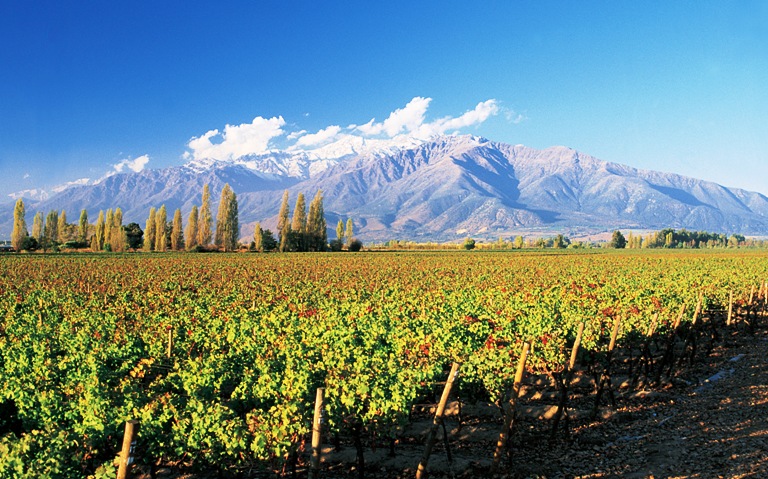 Viñedos argentinos Viñedos argentinos