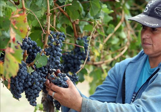 Vendimia Argentina Vendimia Argentina