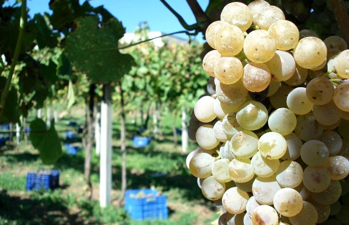 Albariño