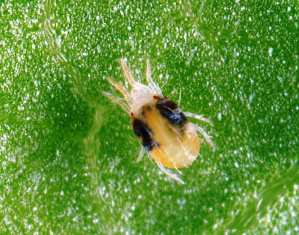 Tetranychus urticae Tetranychus urticae