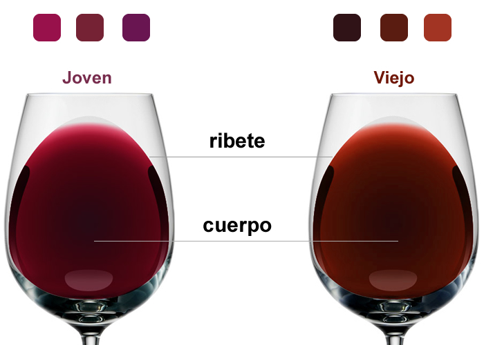 fórmula Desgracia Injerto Descubre los secretos del color del vino