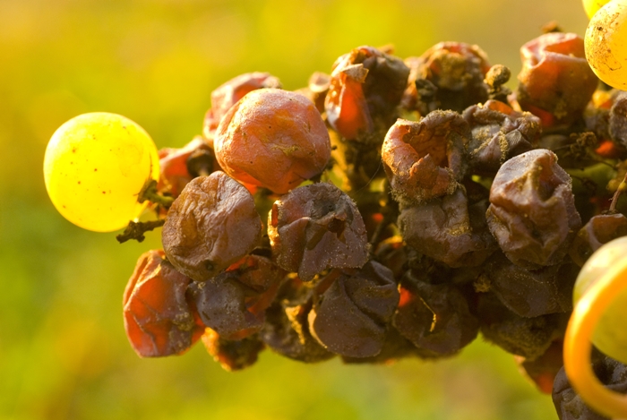 Botrytis