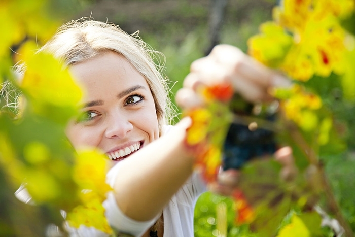 Chica joven en viñedo recoge uvas
