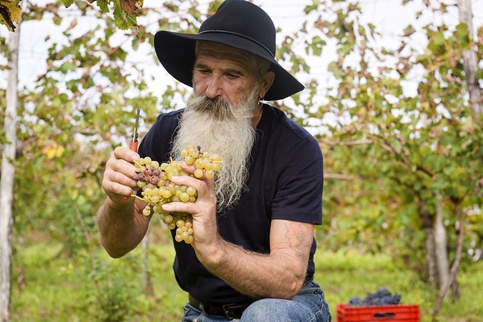 Señor con experiencia (se nota por la barba) recoge uvas en el viñedo