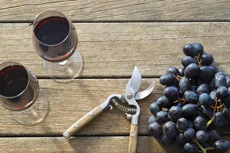 Es necesario 1 kilo de uvas para hacer 750 ml. de vino