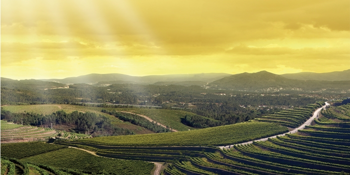 Viñedos Altos de Torona, Rías Baixas